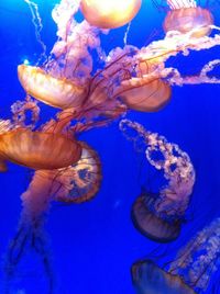 Close-up of jellyfish against blue background