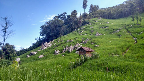 Scenic view of agricultural field against sky