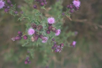 Close-up of pink flowering plant on field