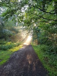 Road amidst trees in forest