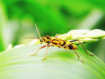 Close-up of insect on leaf