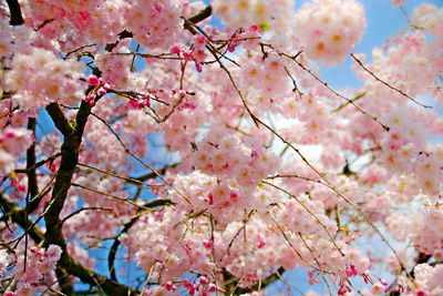 Low angle view of cherry blossom