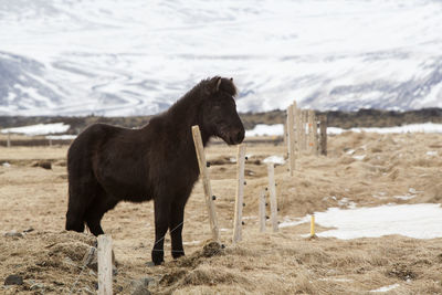 Portrait of a young black icelandic horse in front of snowy mountains