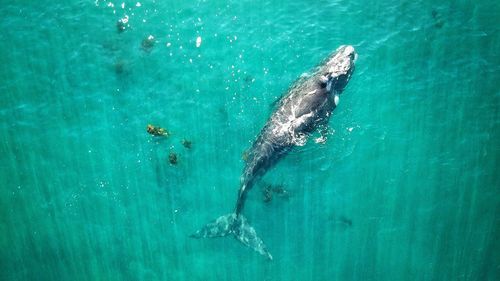 High angle view of lone whale swimming in the sea