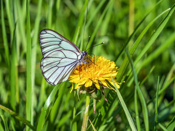 animal wildlife