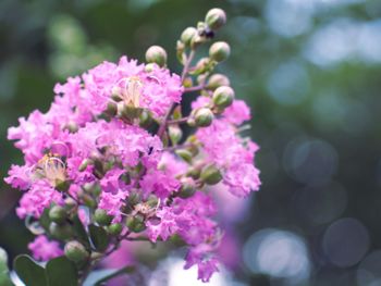 Close-up of pink flowers