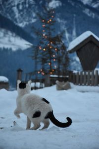 snow