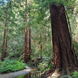 Trees in forest