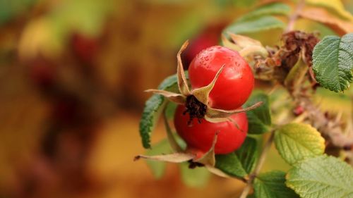 Close-up of cherries on plant