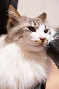 Close-up of cat looking away