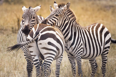 Zebra standing on field