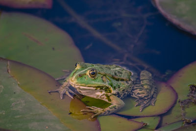 High angle view of frog swimming in lake