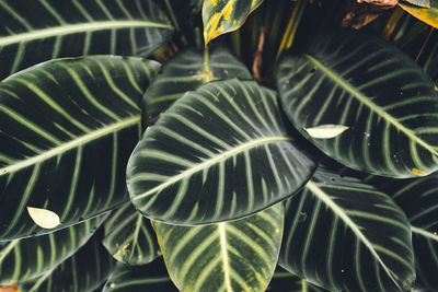 Close-up of fresh green leaves