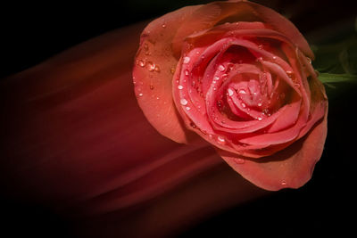 Close-up of pink rose