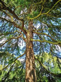 Low angle view of trees in forest against sky