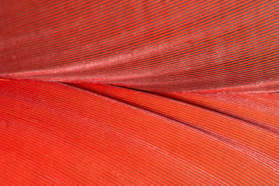 Full frame shot of red feather