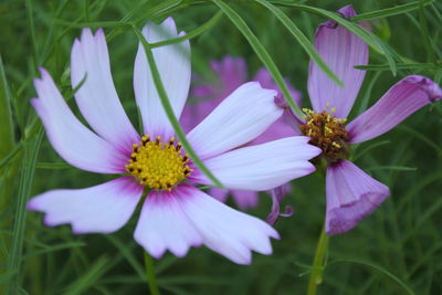 Close-up of pink cosmos flower