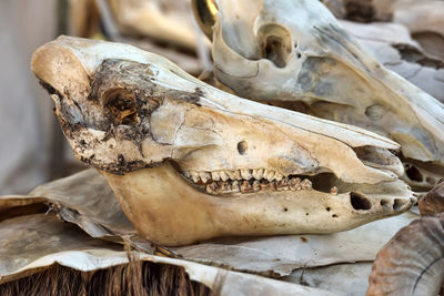 Close-up of animal skull