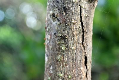 Close-up of ant on tree trunk