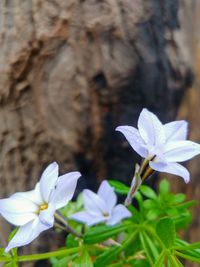 Close-up of white flowering plant