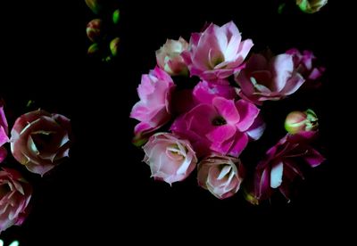 Close-up of pink flowers against black background