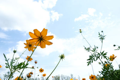 Low angle view of yellow flowering plants against sky