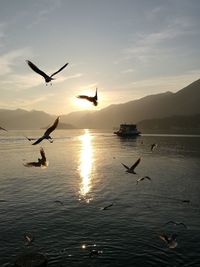 Silhouette birds flying over sea against sky