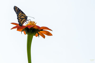 Close-up of butterfly on flower