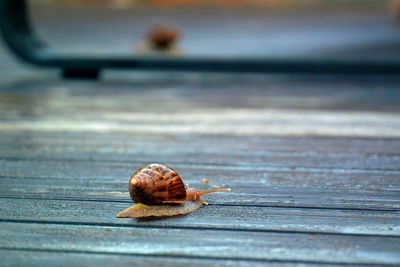 Close-up of snail