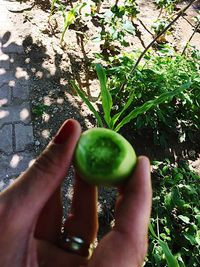 Close-up of hand holding fruits