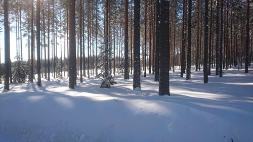 Trees in forest during winter