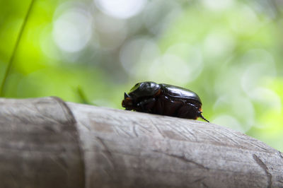 Close-up of bug on leaf