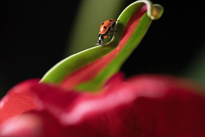 Close-up of insect on flower