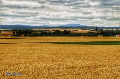 Scenic view of agricultural field against sky