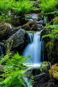 Scenic view of waterfall in forest