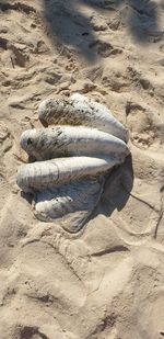 High angle view of dead fish on sand