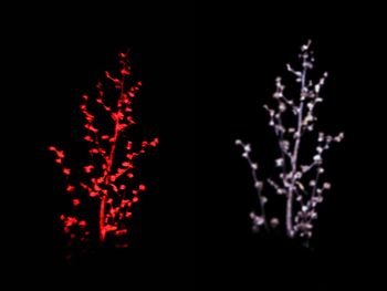 Close-up of christmas tree against black background