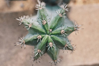 Close-up of cactus plant