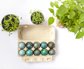 Colored easter eggs in the paper box and potted green plants.