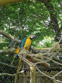 Low angle view of a bird perching on tree