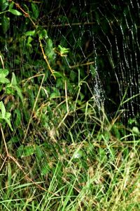 Close-up of spider web