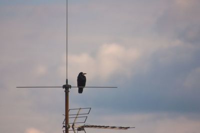 Bird perching on cable against sky