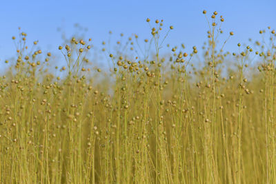 Close-up of wheat growing on field