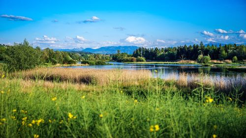 Scenic view of lake in forest against sky