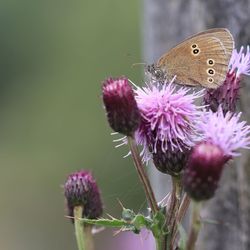 Close-up of butterfly pollinating on purple flower