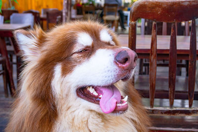 Close-up of dog looking away
