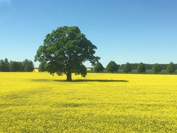 Scenic view of agricultural field against clear sky