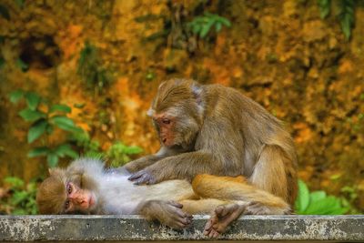 Monkeys on retaining wall