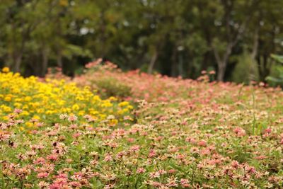 Yellow flowering plants on field