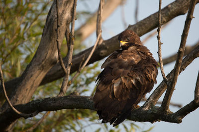 Low angle view of eagle perching on branch